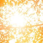 golden light in trees