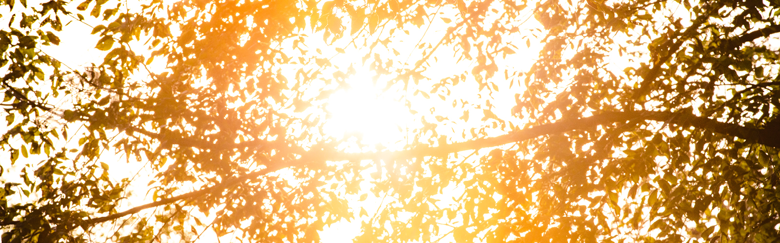 golden light in trees