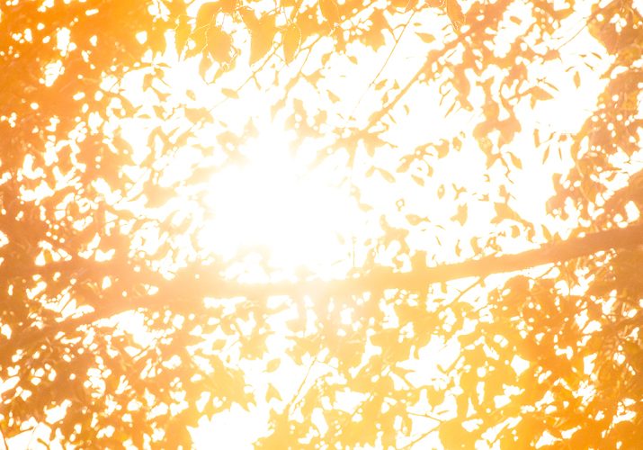 golden light in trees